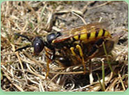 wasp control Wisbech